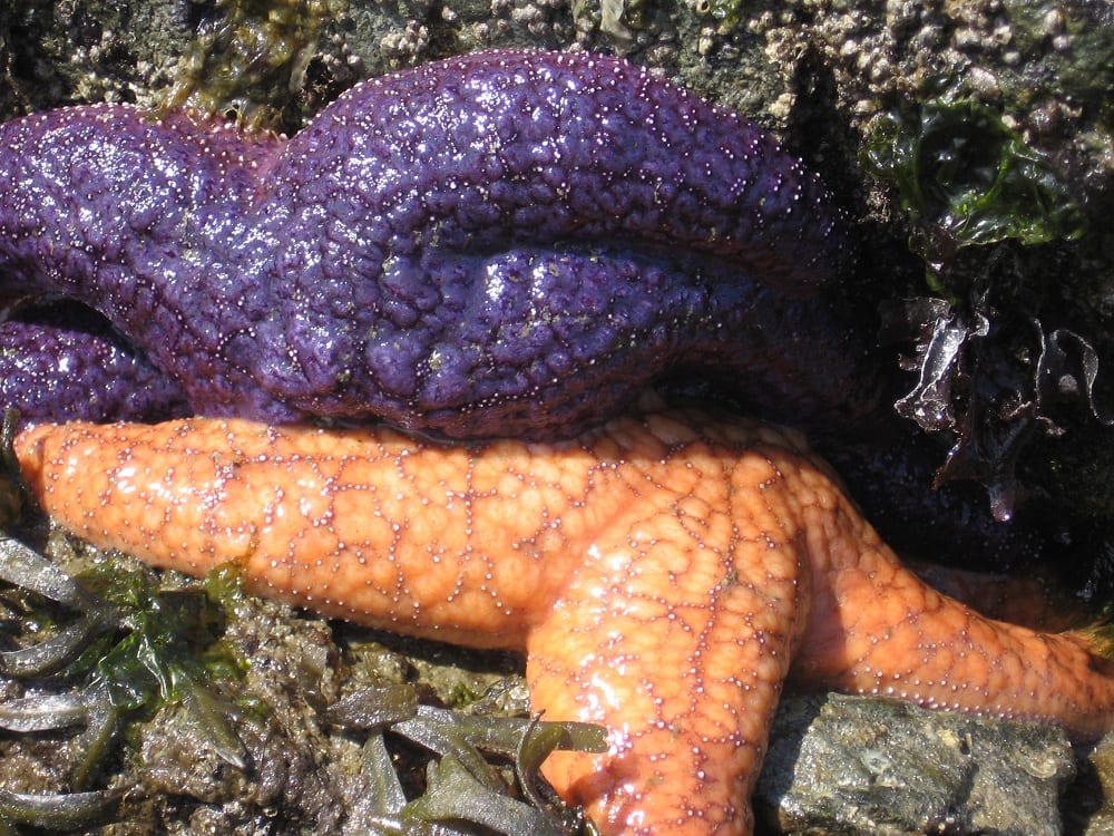 Ochre starfish at Indian Island tidepool, Orcas Island WA