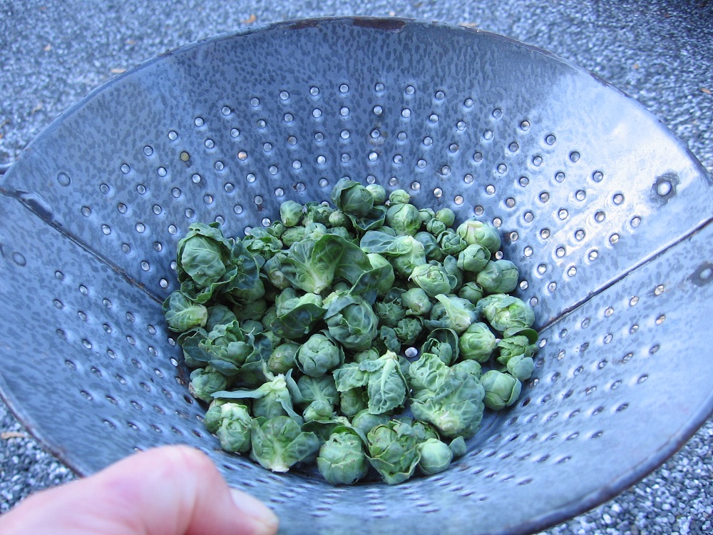 Brussel sprouts from Teri Williams garden on Orcas Island