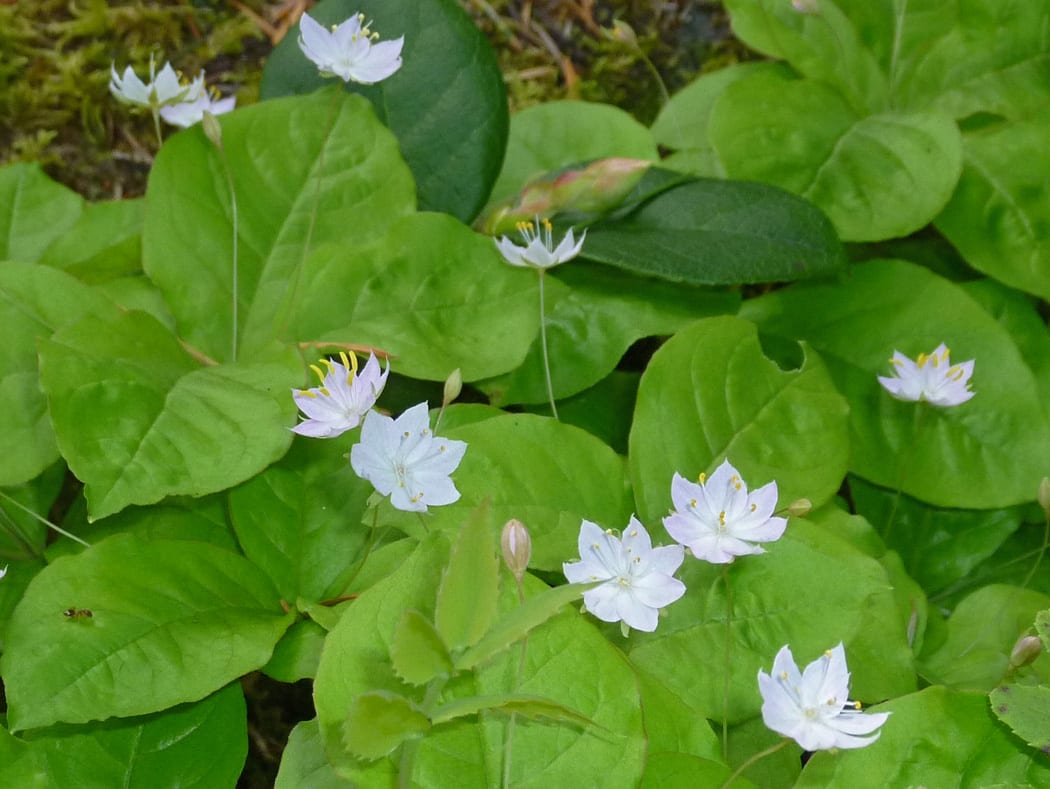 Broadleaf Starflower on Orcas Island