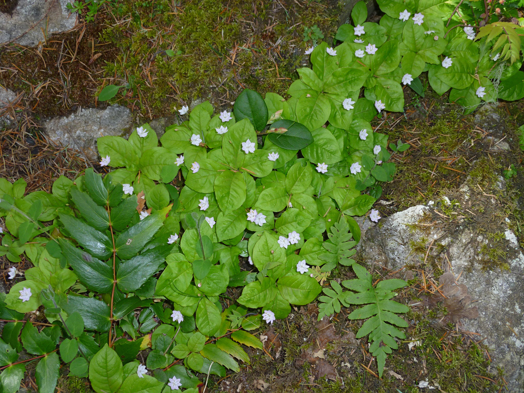 Broadleaf Starflower