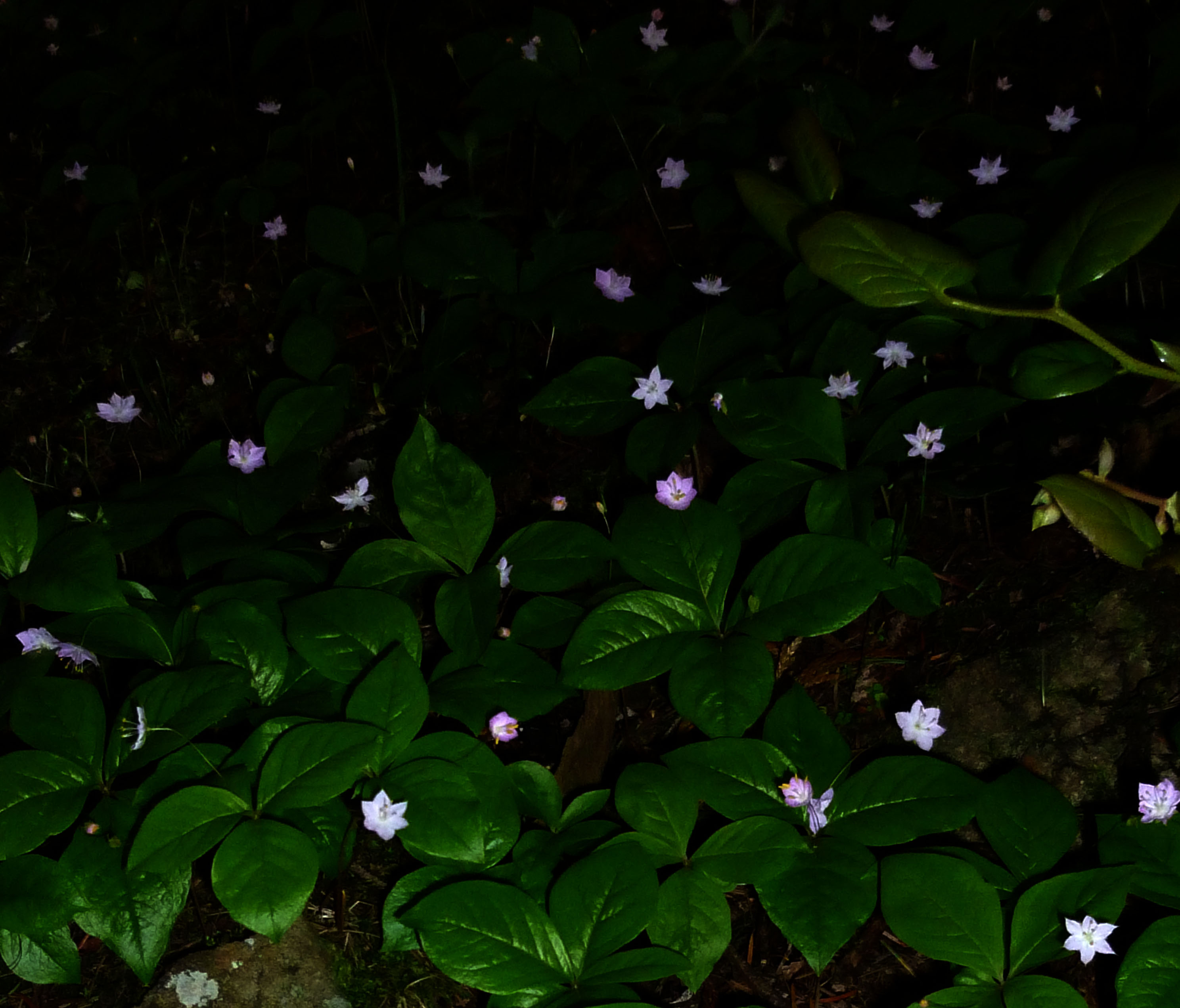 Broadleaf Starflower on Orcas Island