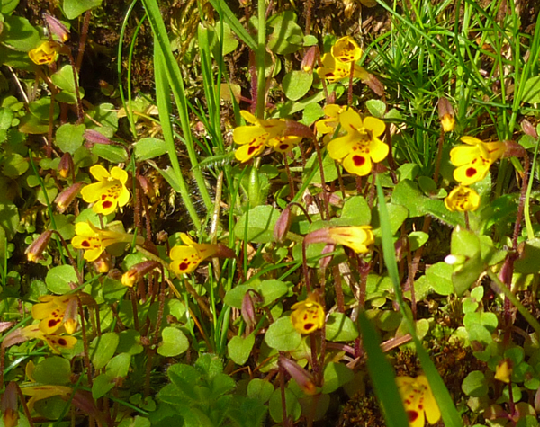 Chickweed Monkeyflower on Orcas Island