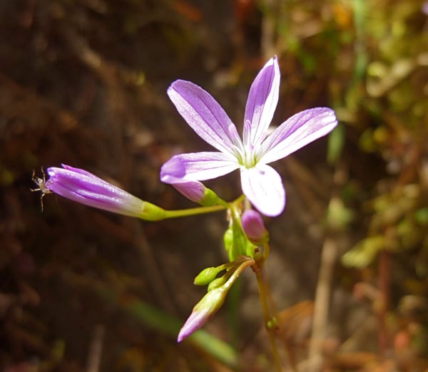 Littleleaf Montia on Orcas Island