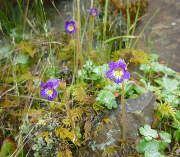 Naked Broomrape on Orcas Island