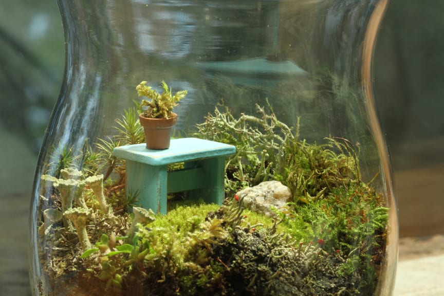 Sandi Friel's moss terrarium