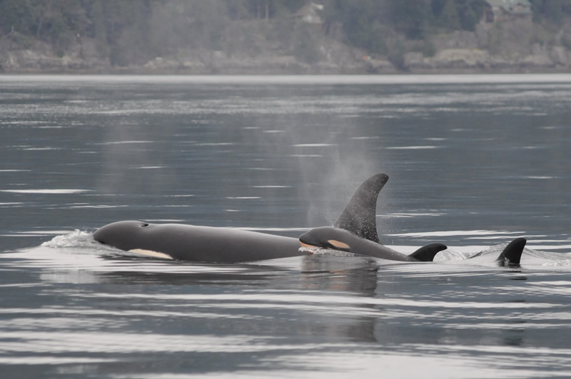 killer whale baby J51 and mom J19