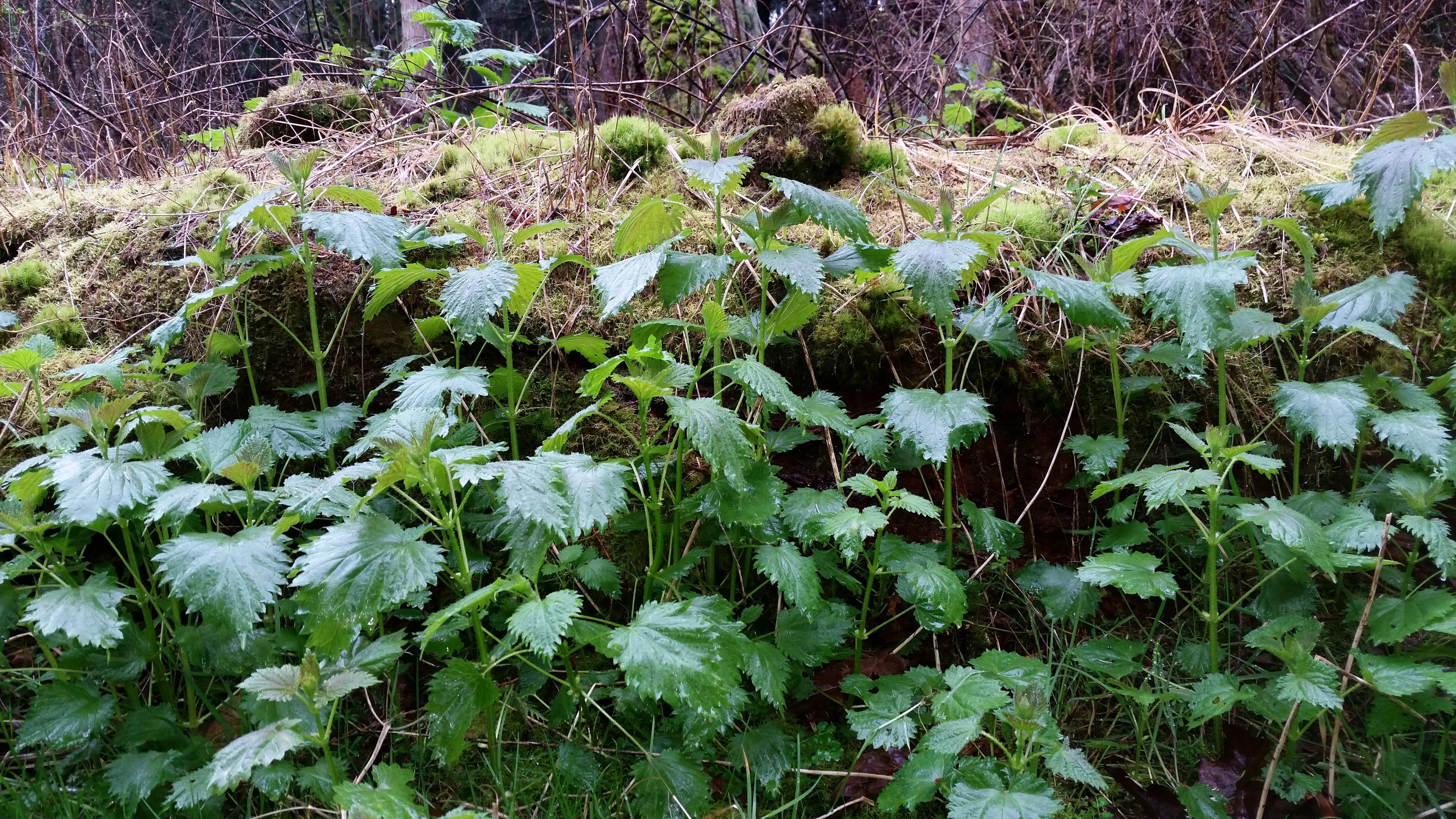 A fresh nettle patch growing on Orcas Island.