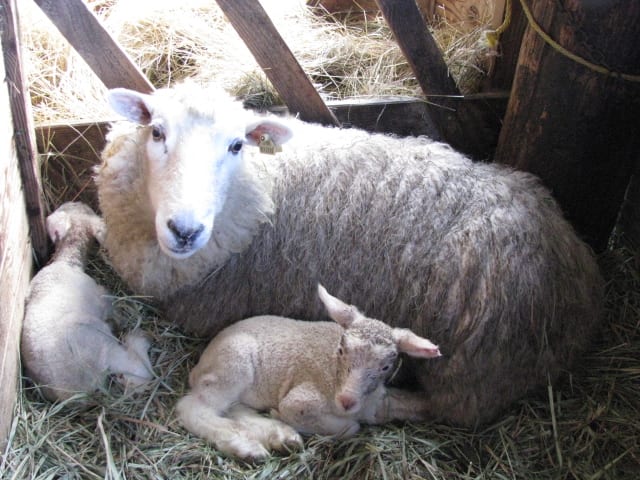 Brand new lambs and a proud mom