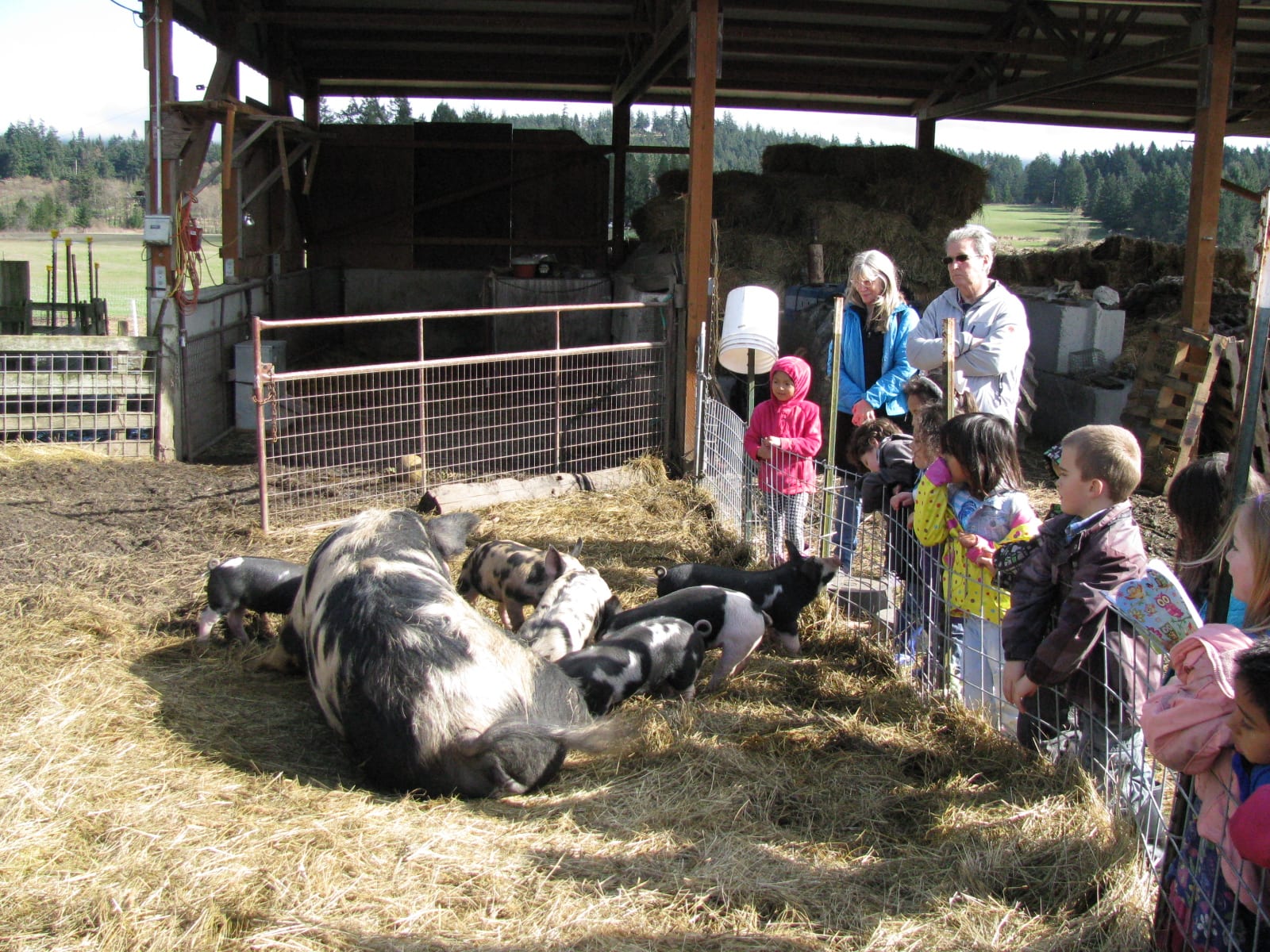 Orcas Island School children enjoy a day on the farm learning about all the animals and what it means to be a farmer