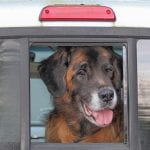 Murphy in his pickup truck