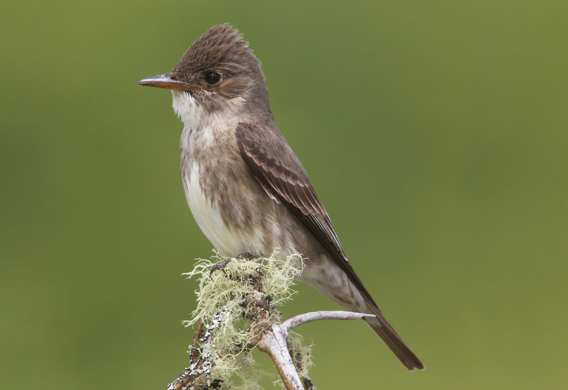 flycatcher bird