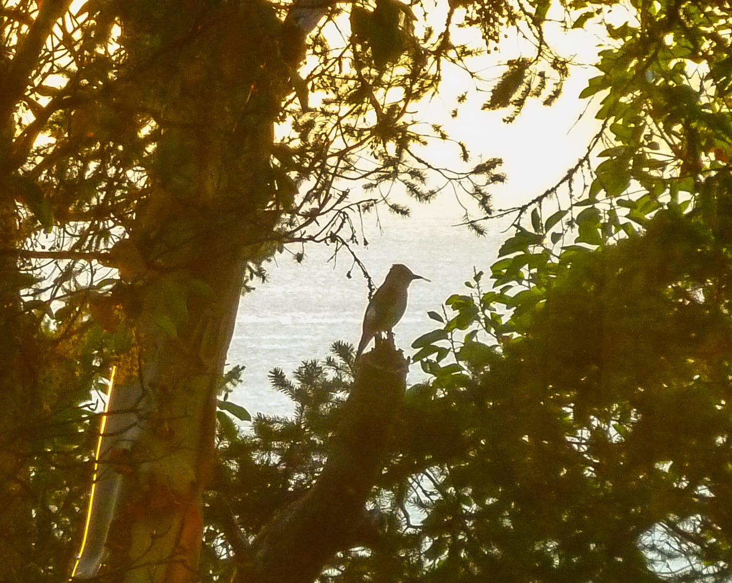 olive-sided flycatcher on Orcas Island