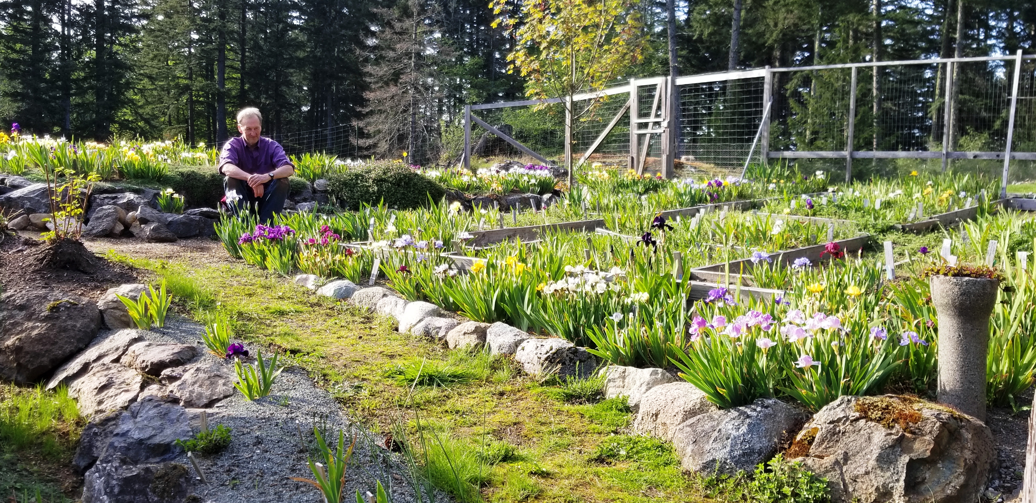 Charlie Carver's Iris Garden on Orcas Island